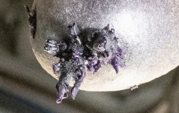 Alien-Like "Purple Entity" Photographed Sprouting Tentacles on the ISS