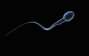 Sperm get lost in space, Australian research into microgravity impacts suggests