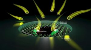 Biyoloji ve Mühendisliğin