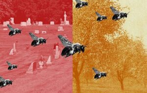 Beneath this cemetery, 5.5 million wild bees form a giant underground city vital to spring pollination