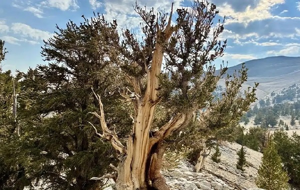 5.000 Yıllık Bir Bitkinin Genomunda "Ölümsüzlüğün Şablonu" Keşfedildi