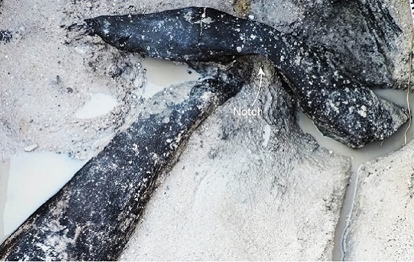 Dünyanın En Eski Ahşap Yapısı, Modern İnsanların Evriminden Yaklaşık 200.000 Yıl Önce Bilinmeyen Bir Tür Tarafından İnşa Edildi