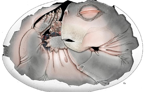 İlk Kanıt Bulundu: Memelilerin Ataları Yumurta Bırakıyordu