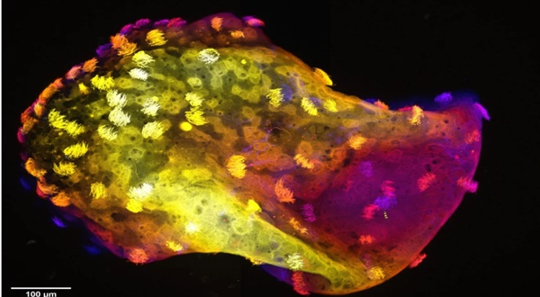 Laboratuvarda Doğan