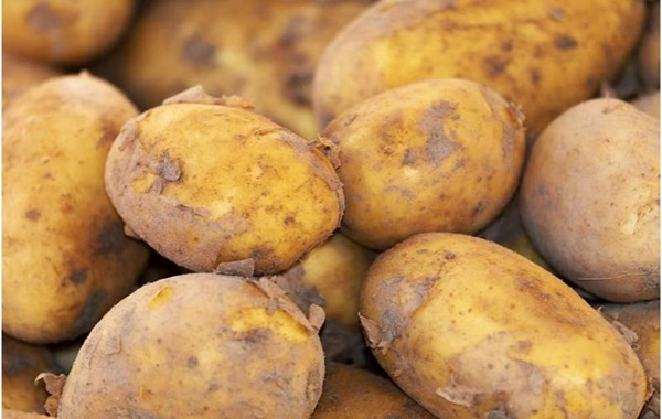 Indigenous Andeans have a digestive superpower—and it may be linked to potatoes