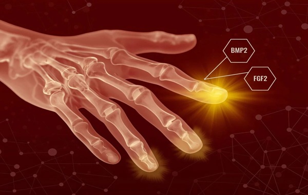 Humans May Have Hidden Regenerative Powers, New Study Suggests