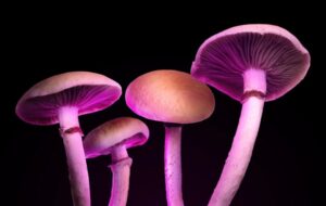 Scientists Discover That a Single Dose of Psilocybin Changes the Human Brain