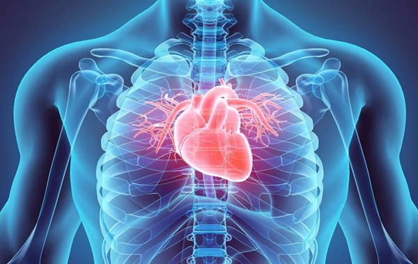 World-First Study Reveals Human Hearts Can Regenerate After a Heart Attack