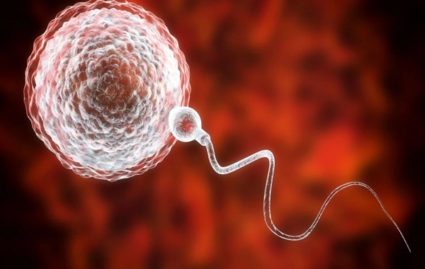 World First Transplant: Man Regains Viable Sperm From His Childhood Testicle Tissue