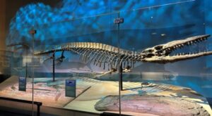 New Sea Reptile