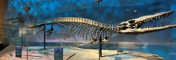New Sea Reptile