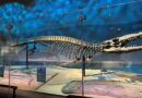 Dinozorlar Çağının Balinası