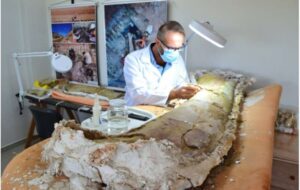 New long-necked dinosaur found in Northeast Brazil was a close relative of a European species