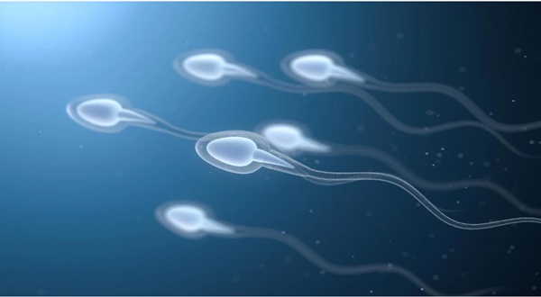 Scientists Discover Sperm