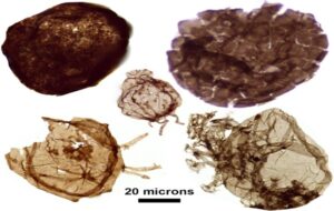Buried for 1.7 Billion Years: These Ancient Fossils May Rewrite the Story of Complex Life