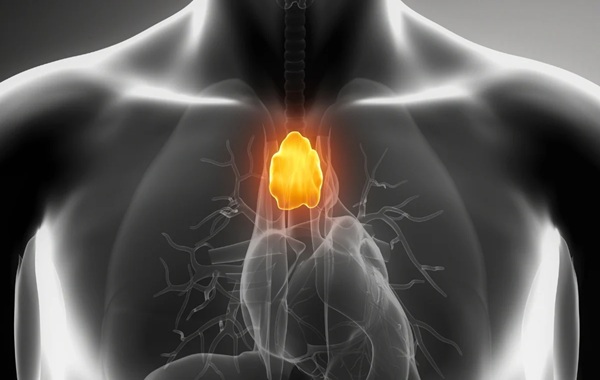 A 'Useless' Organ That Doctors Often Remove May Actually Fight Cancer
