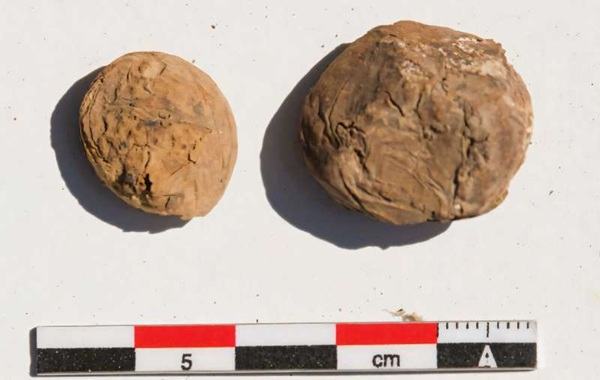 Rare 500-year-old freeze-dried potatoes unearthed at Inca coastal site