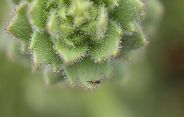Sticky alpine flower confirms Darwin's 150-year-old carnivorous plant prediction